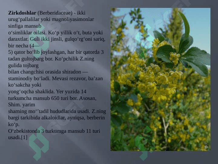 Zirk (Berberis) turkumlari xom ashyosini tayyorlash, quritish, saqlash texnalogiyasi va sanoatdagi axamiyati 4
