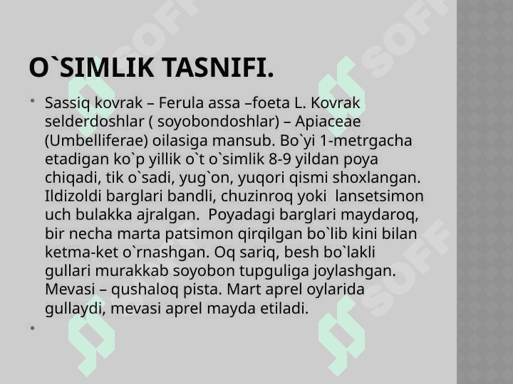 Sassiq kovrak – Ferula assa 3
