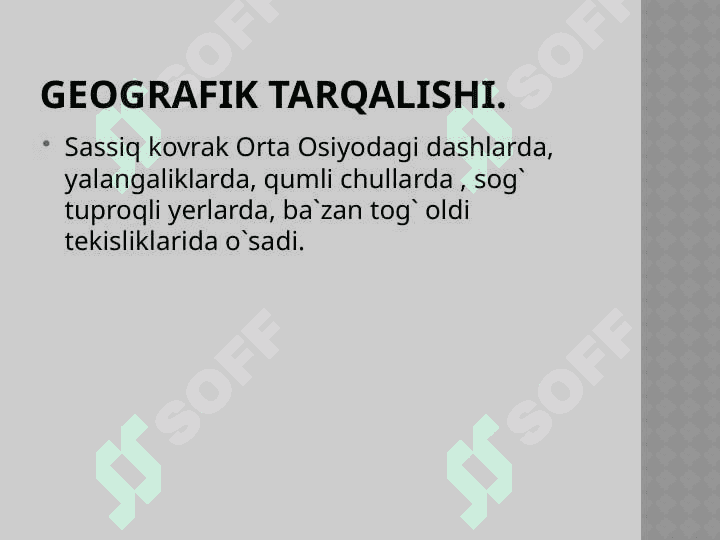Sassiq kovrak – Ferula assa 4
