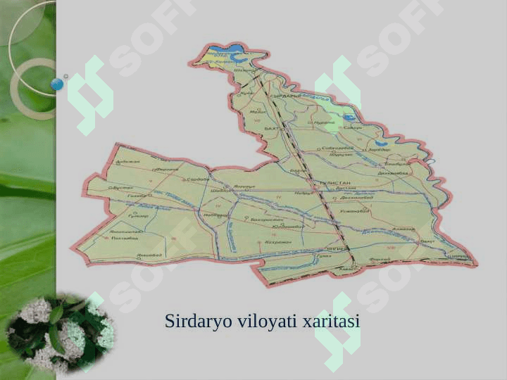 GULISTON SHAHAR DENDROFLORASI 7
