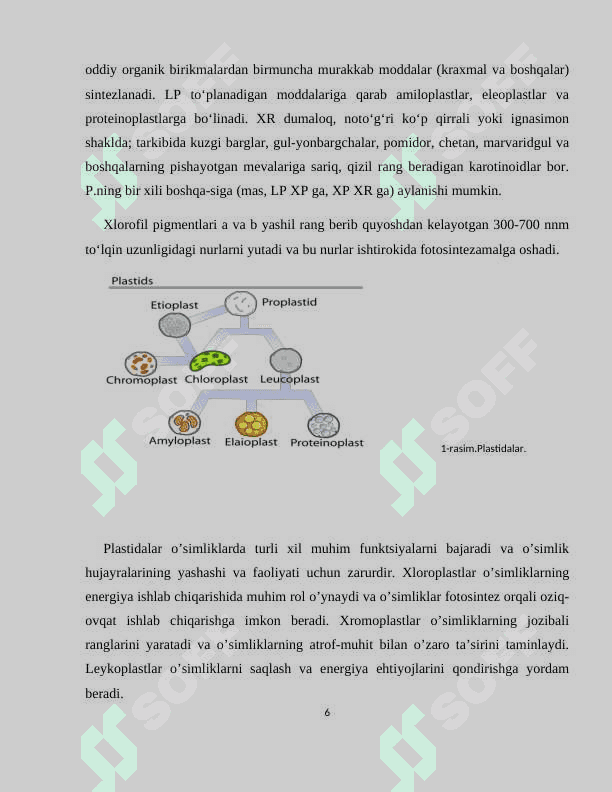 Plastida pigmentlari va ularning fotasintezdagi roʻli 6