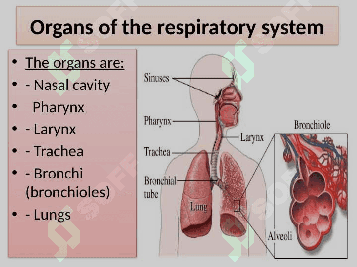 Human respiratory system (HRS) 4