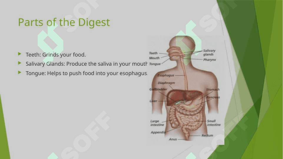 The digestive system and process of digestion and absorption 7