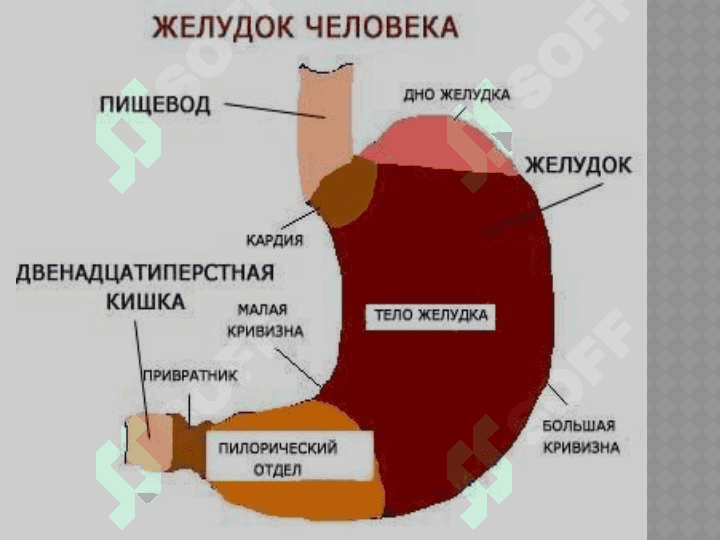 O’tkir va Surunkali gastritlar. 4