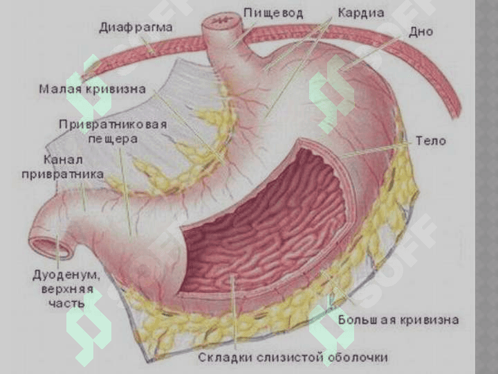 O’tkir va Surunkali gastritlar. 5