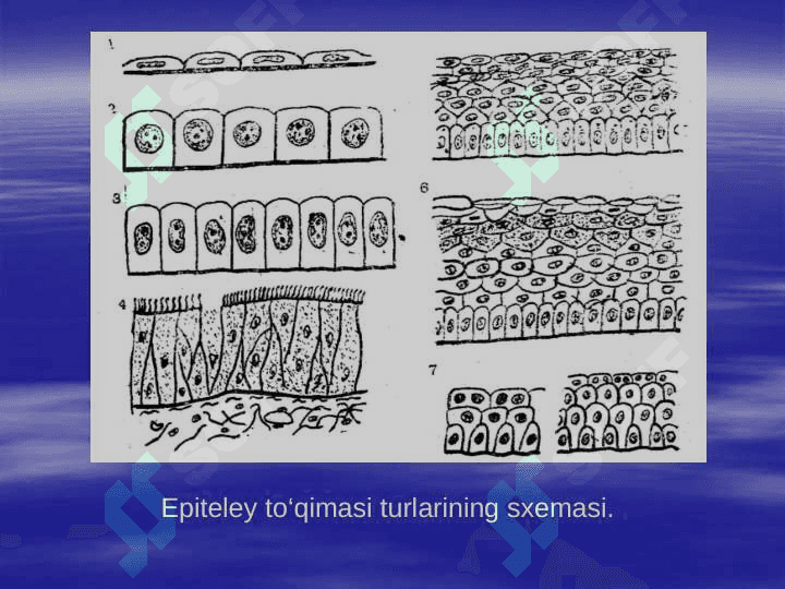EPITELIY TО‘QIMASI 4