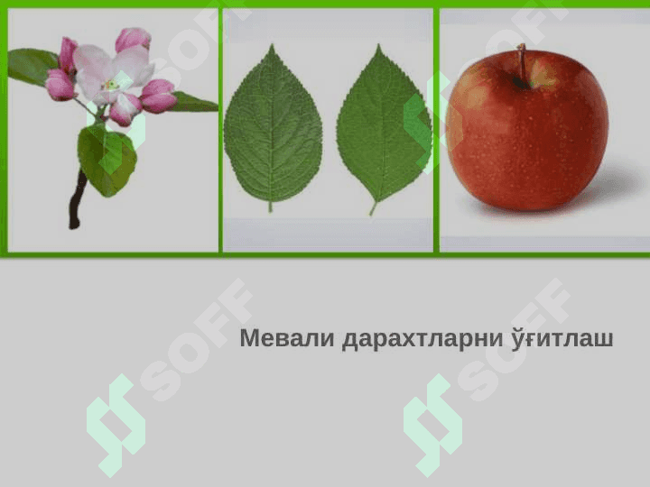 МЕВАЛИ БОғЛАРНИ ОЗИҚЛАНТИРИШ ТАДБИРЛАРИ 2