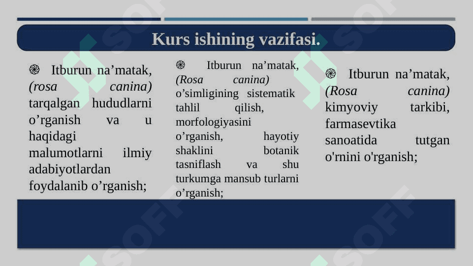 Itburun na’matak, Роза сабачья Шиповник обикновенный Rosa canina L. yetishtirish texnologiyasi. 5