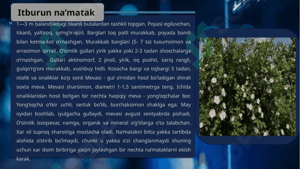 Itburun na’matak, Роза сабачья Шиповник обикновенный Rosa canina L. yetishtirish texnologiyasi. 8