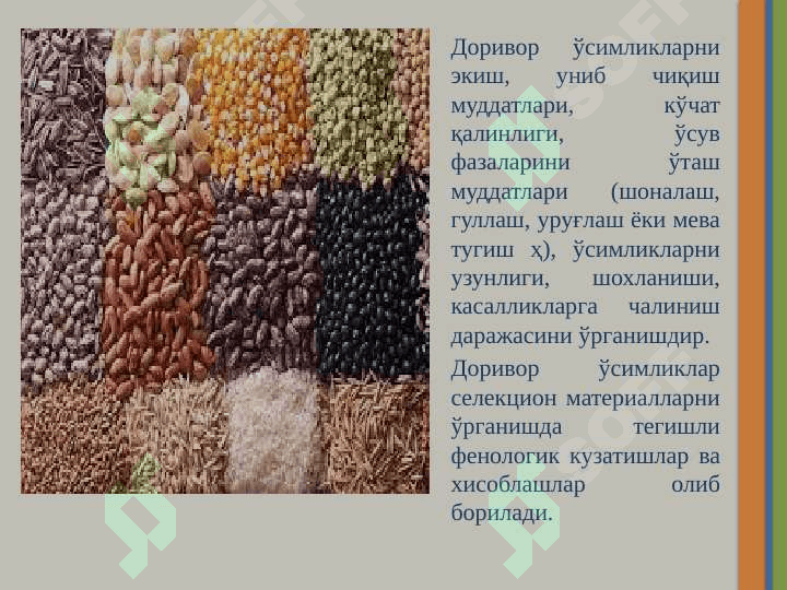 УРУҒЧИЛИК МАЙДОНЛАРИДА ФЕНОЛОГИК КУЗАТИШЛАР 3