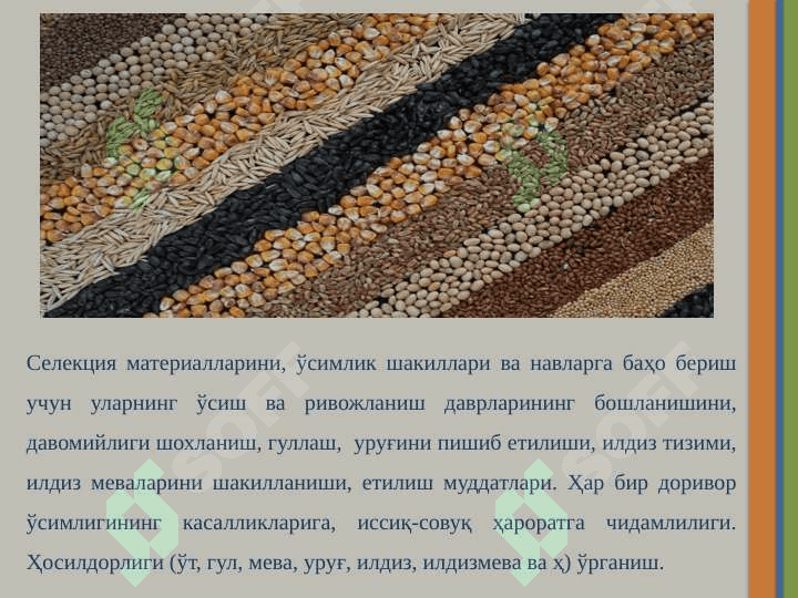 УРУҒЧИЛИК МАЙДОНЛАРИДА ФЕНОЛОГИК КУЗАТИШЛАР 4