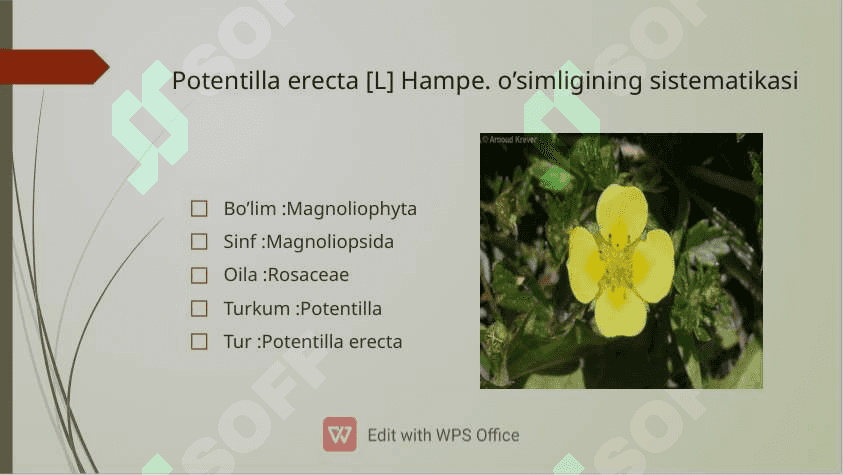 Potentilla erecta haqida umumiy ma’lumot 3