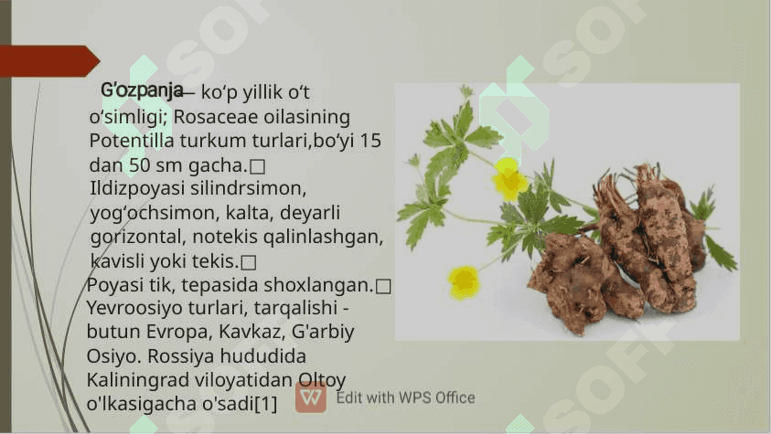Potentilla erecta haqida umumiy ma’lumot 4