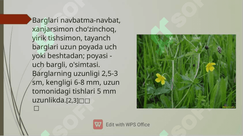 Potentilla erecta haqida umumiy ma’lumot 7