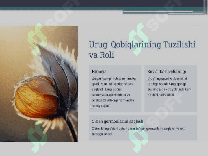 Urug‘larni tuzilishi va tiplari 6
