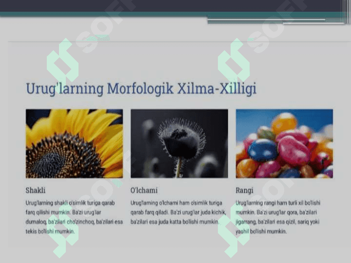 Urug‘larni tuzilishi va tiplari 7