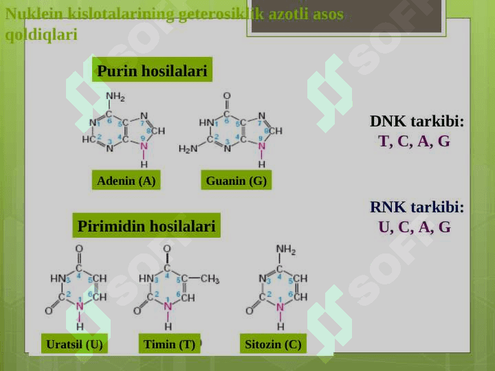 Nukleozidlar. Nukleotidlar 6