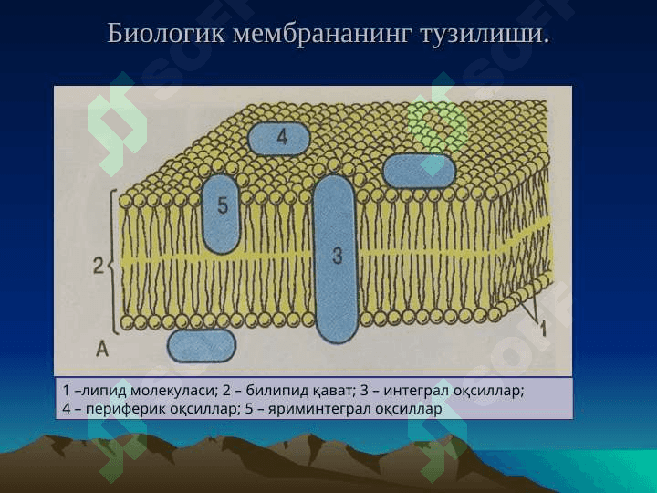 ЦИТОЛОГИЯ 2