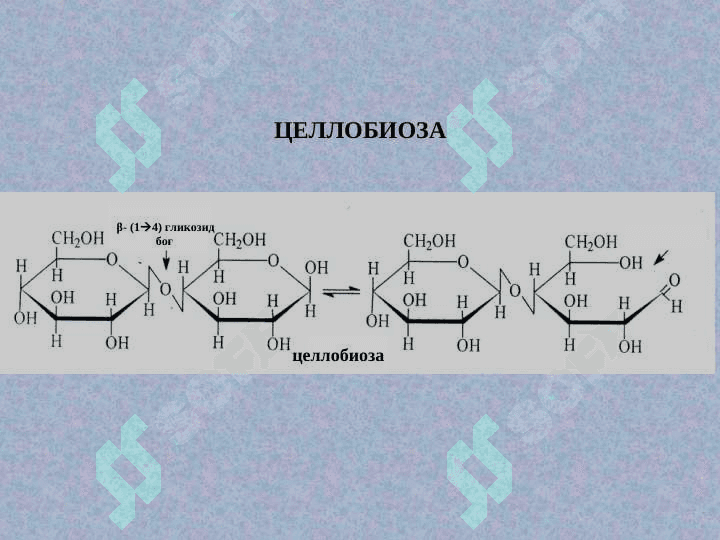 Ди- ВА ГОМОПОЛИСАXАРИДЛАР 6