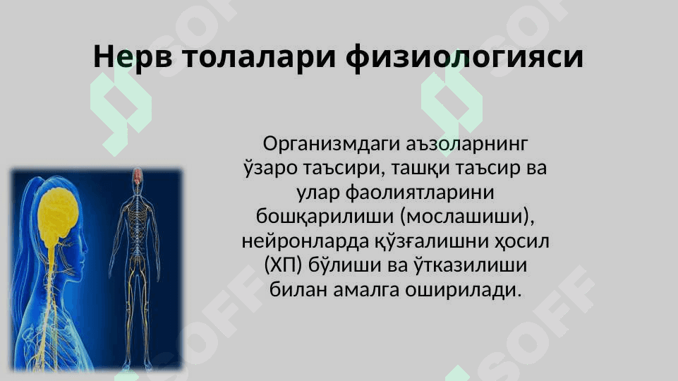 Асаб толалари ва синапслар физиологияси 2