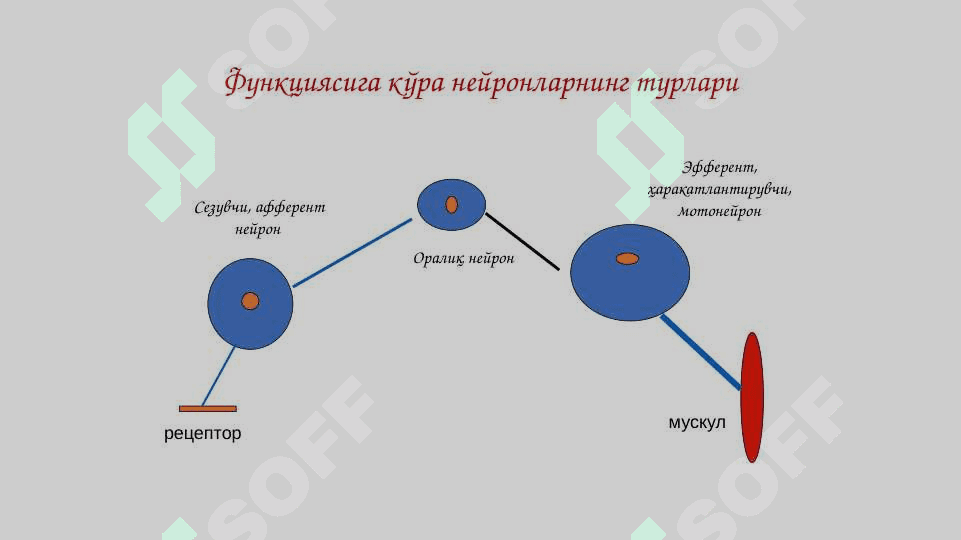 Асаб толалари ва синапслар физиологияси 7