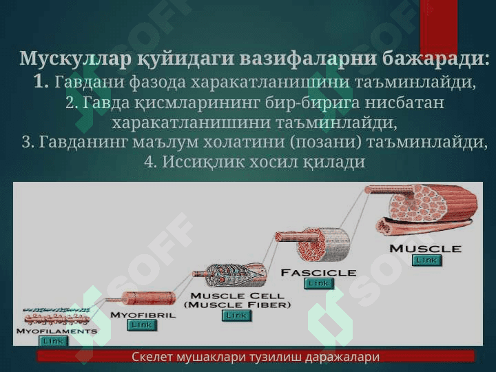 Мушак физиологияси 4