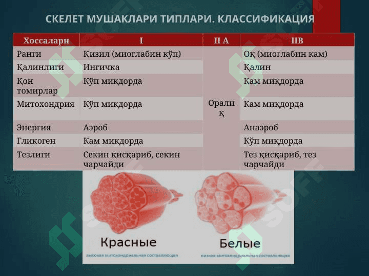 Мушак физиологияси 8