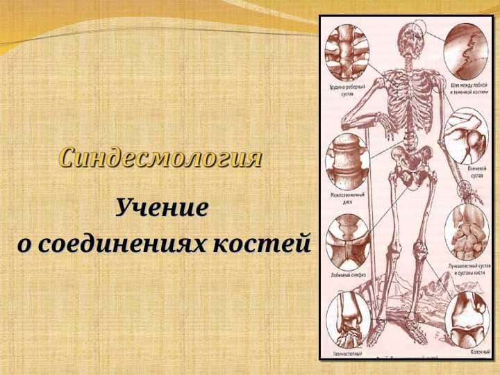 Синдесмология 1
