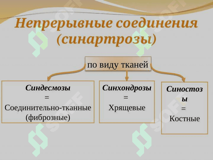 Синдесмология 5