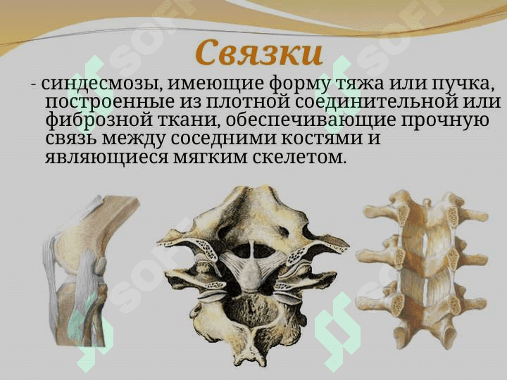 Синдесмология 7