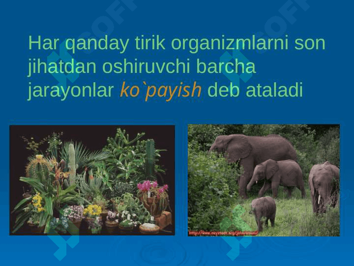 Ontogenez. Organizmlarning ko’payishi. Jinssiz ko’payish va uni xillari 2