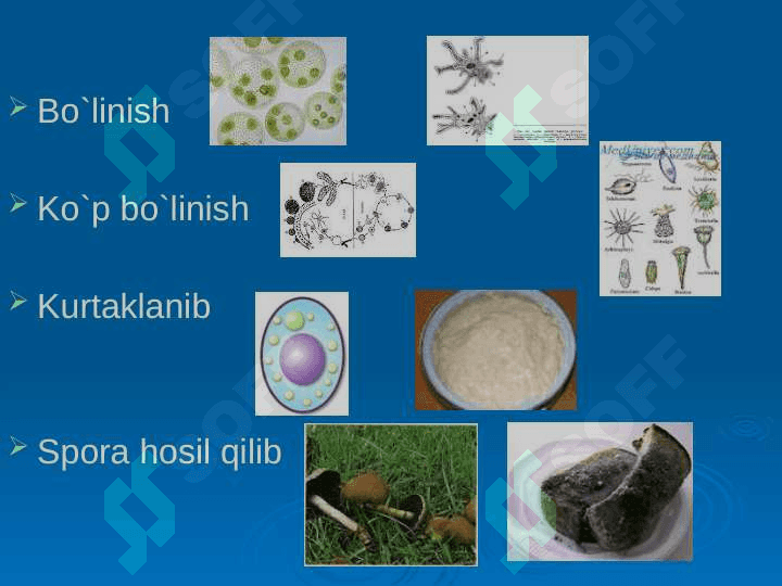 Ontogenez. Organizmlarning ko’payishi. Jinssiz ko’payish va uni xillari 5