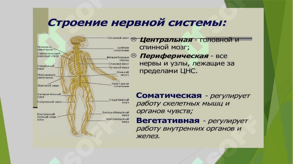 Нервная система 5