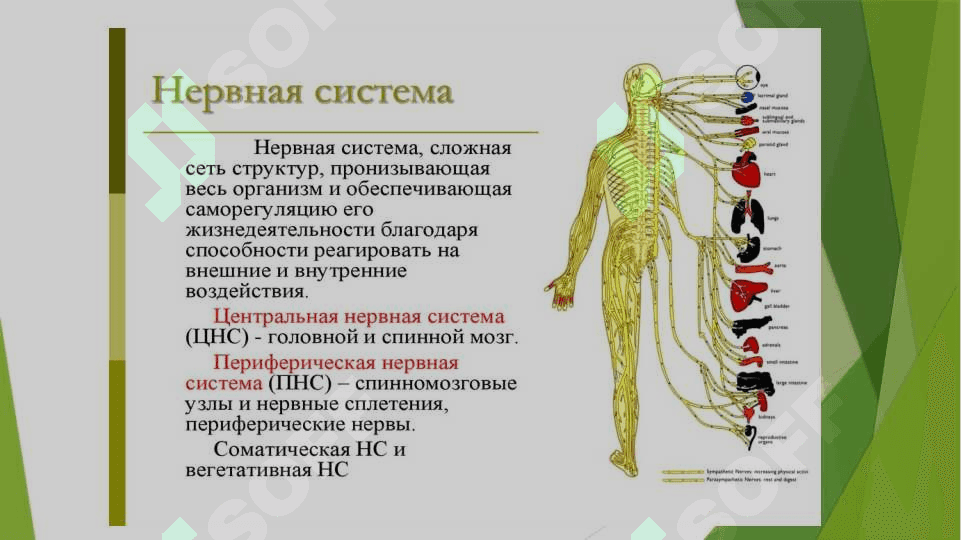 Нервная система 8