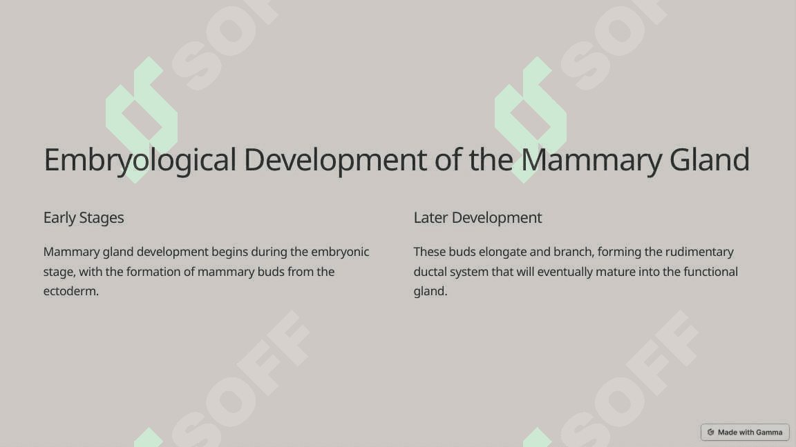 Embriological development of the mammary gland 2