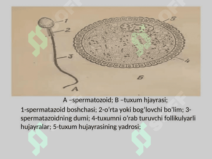 Embrional rivojlanishning umumiy qonuniyatlari 2