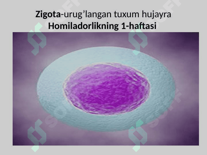 Embrional rivojlanishning umumiy qonuniyatlari 5