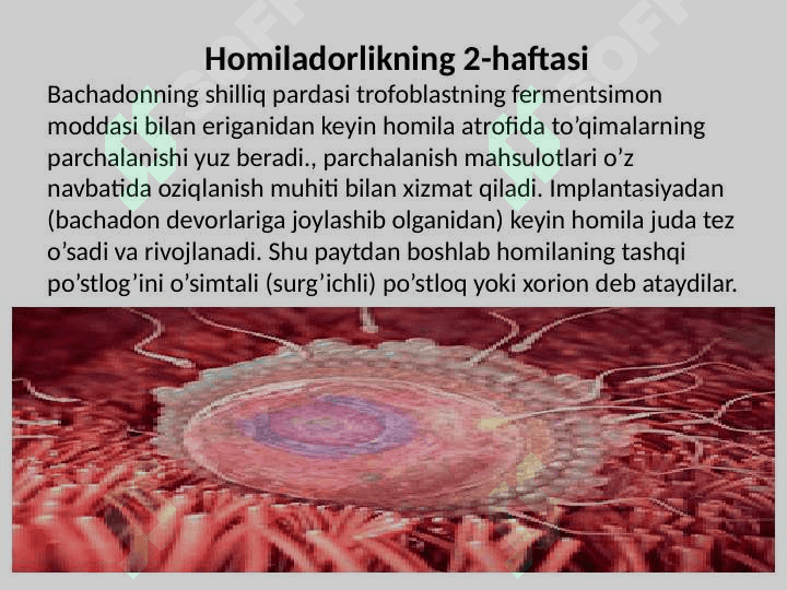 Embrional rivojlanishning umumiy qonuniyatlari 6