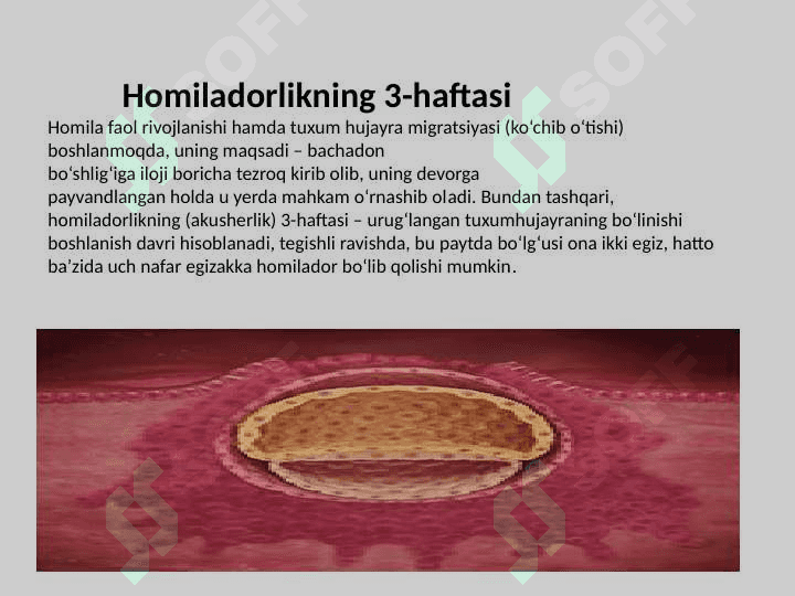 Embrional rivojlanishning umumiy qonuniyatlari 7