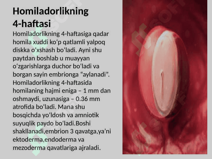 Embrional rivojlanishning umumiy qonuniyatlari 8
