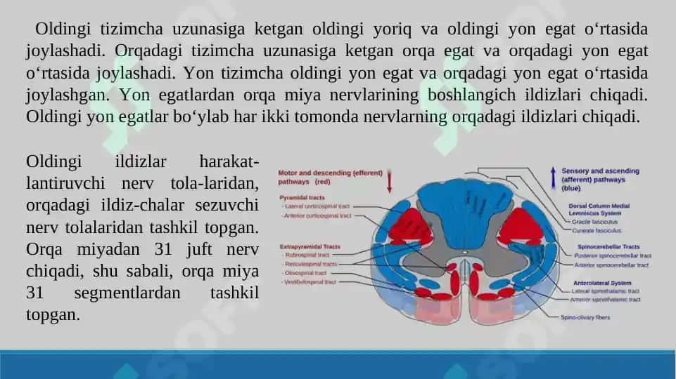 Orqa miya o’tkazuv yo’llari. Taqdimot 19 bet. 4