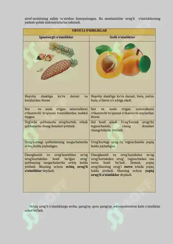 1.5. Urug'li o'simliklar mavzusida  ochiq dars ishlanmasi. 3