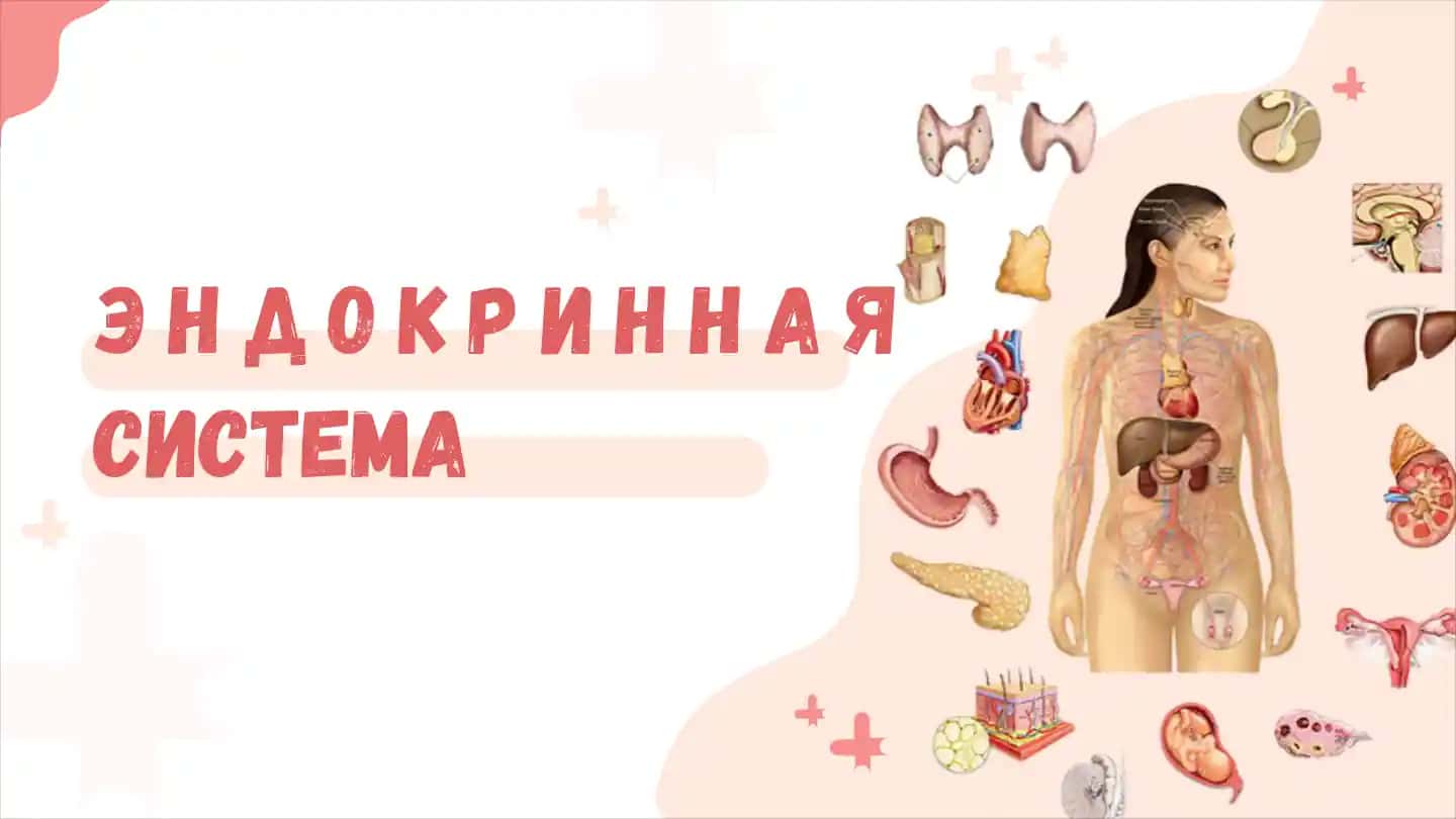 ЭНДОКРИННАЯ СИСТЕМА 1