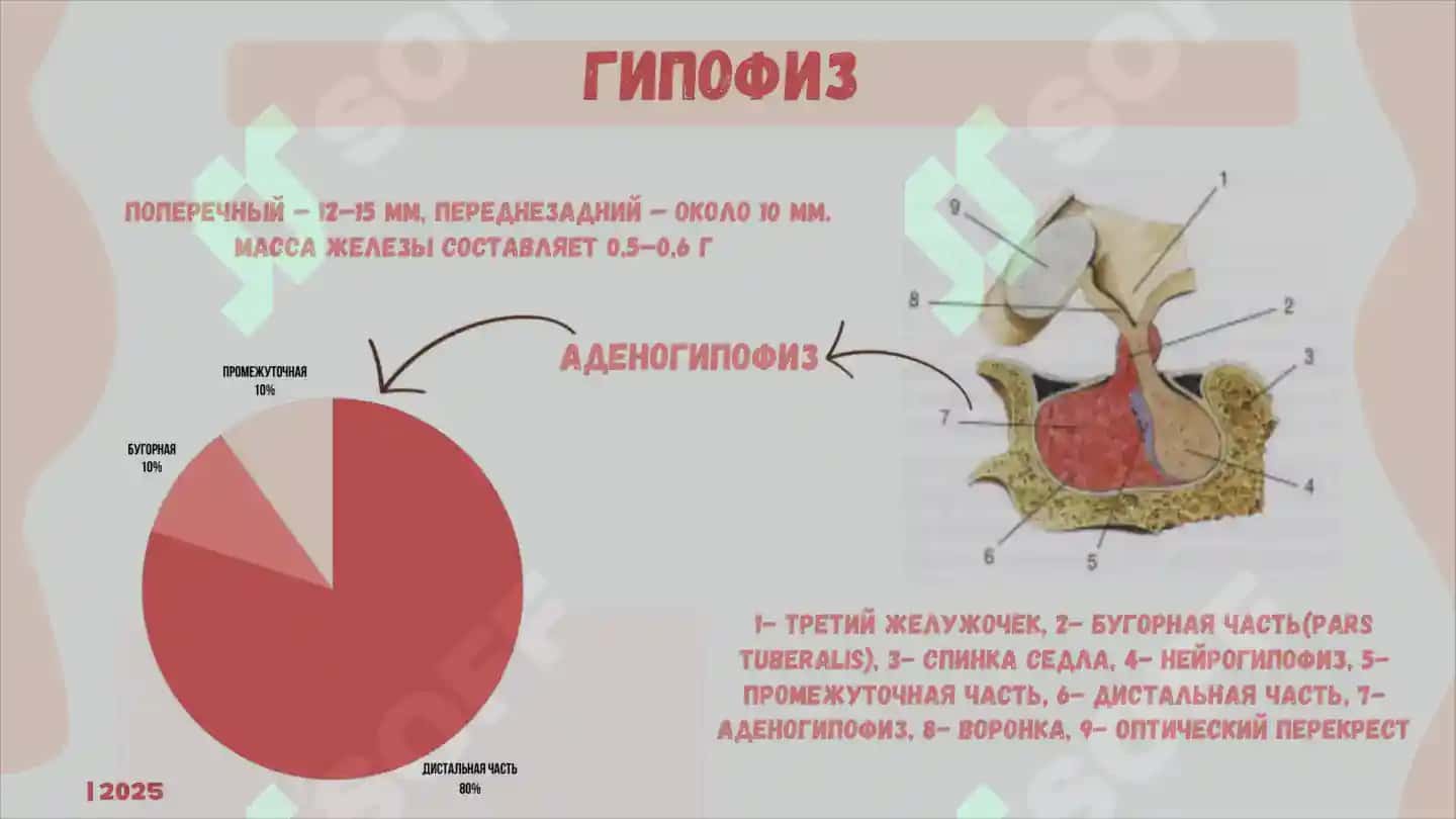 ЭНДОКРИННАЯ СИСТЕМА 3