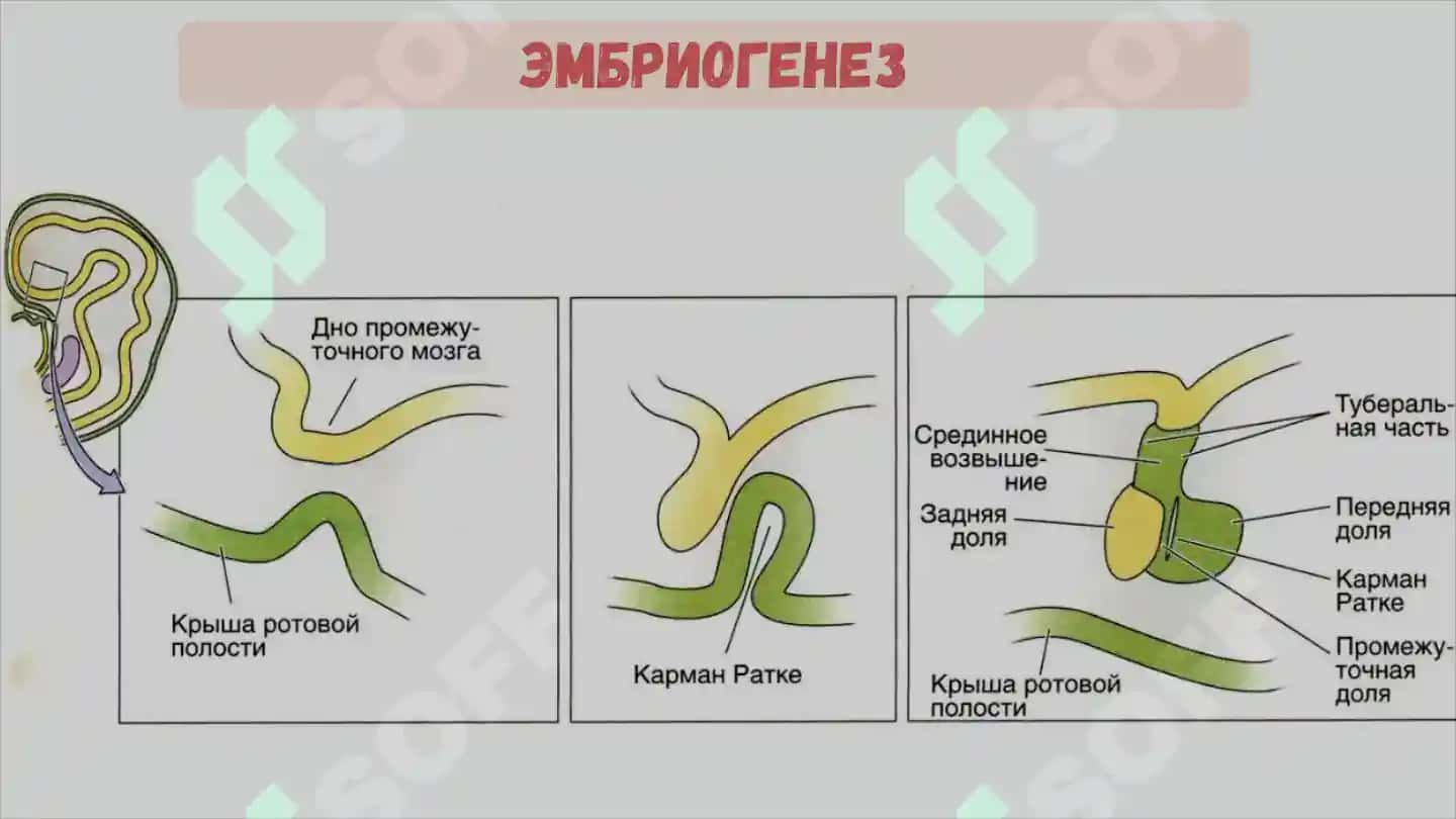 ЭНДОКРИННАЯ СИСТЕМА 4