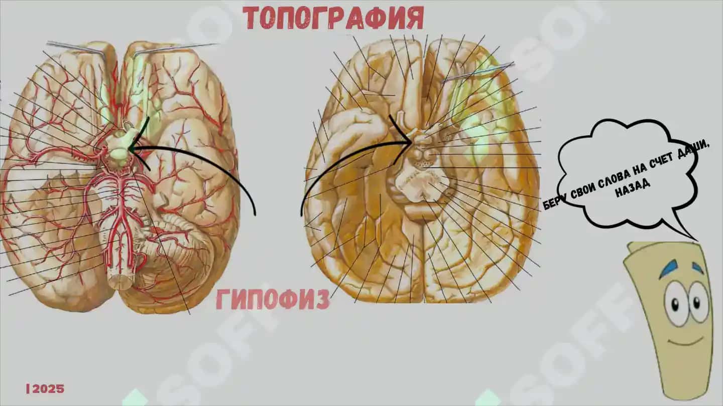 ЭНДОКРИННАЯ СИСТЕМА 5