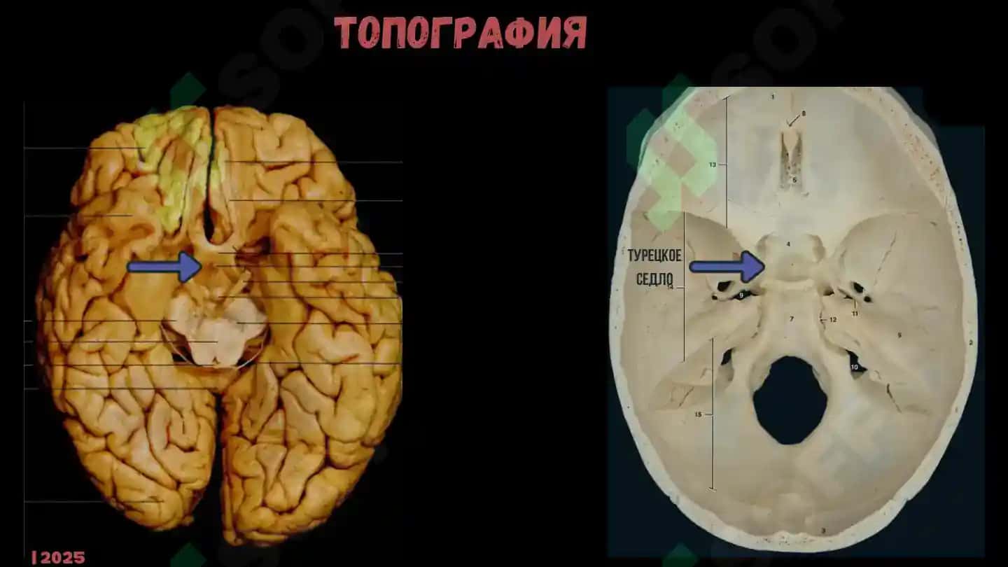 ЭНДОКРИННАЯ СИСТЕМА 6