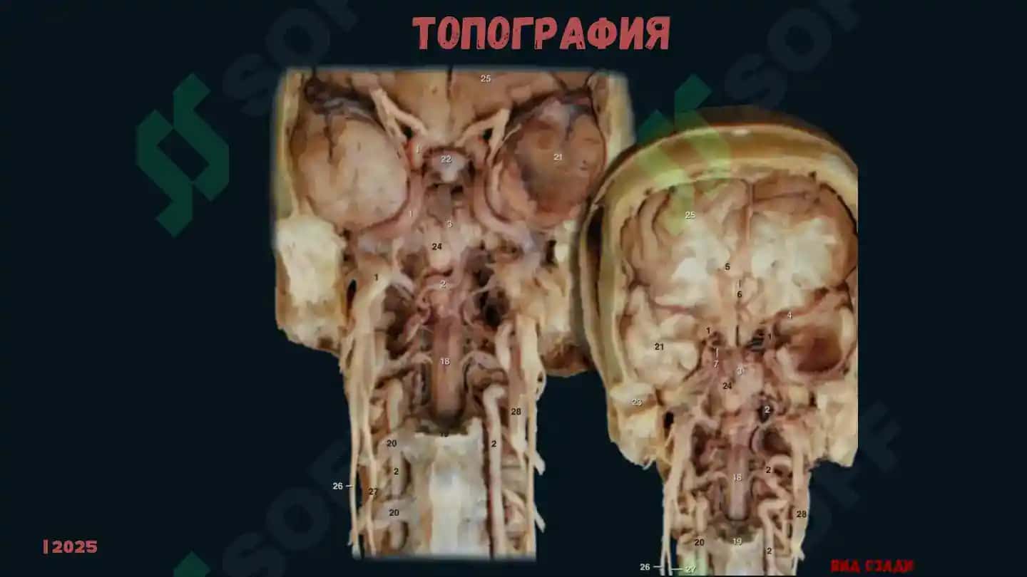 ЭНДОКРИННАЯ СИСТЕМА 7