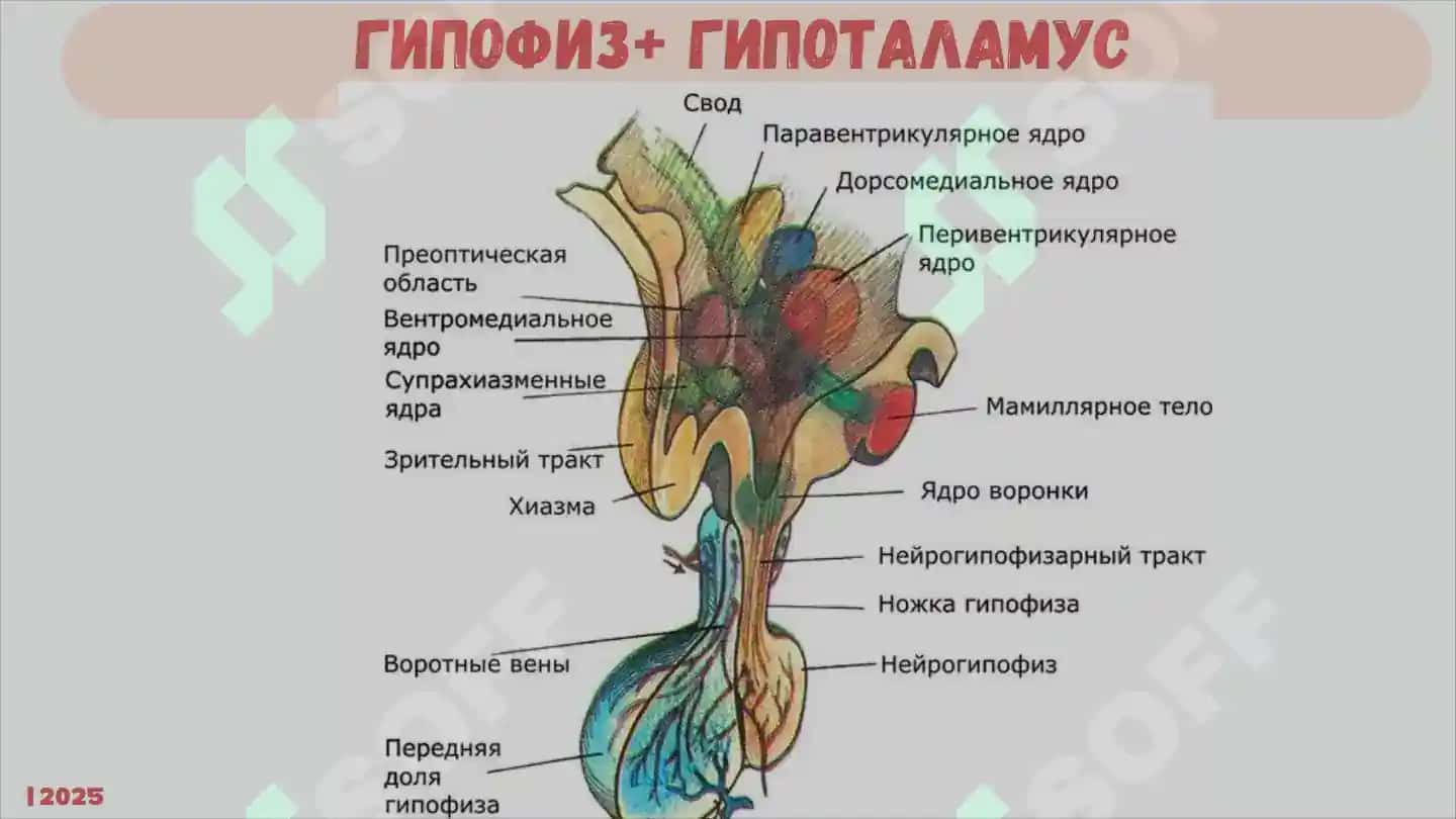 ЭНДОКРИННАЯ СИСТЕМА 8