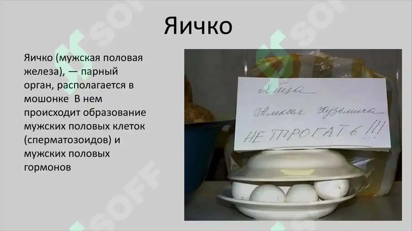 Репродуктивная система 3
